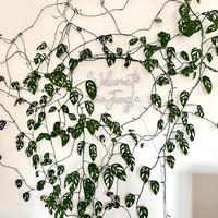 Monstera Acuminata XXL