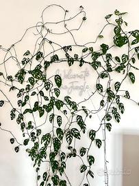 Monstera Acuminata XXL