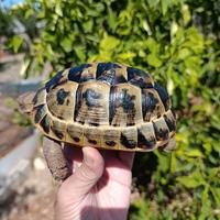 Testudo graeca femmina testudo greca