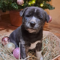 Cuccioli meticci taglia media, leggere bene