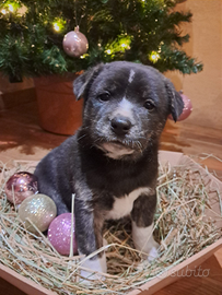 Cuccioli meticci taglia media, leggere bene