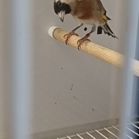 Cardellini faccia nera è portatori di faccia nera