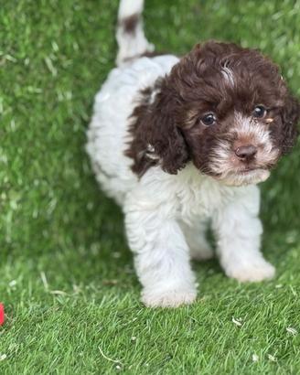 Lagotto romagnolo