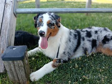 Pastore australiano Blue merle occhi cielo