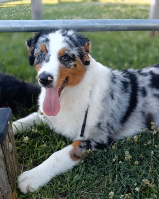Pastore australiano Blue merle occhi cielo