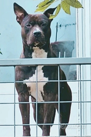 Amstaff maschio