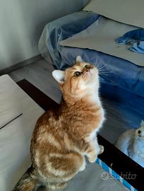 Gattine british shorthair golden tabby chocolate