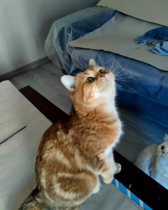 Gattine british shorthair golden tabby chocolate