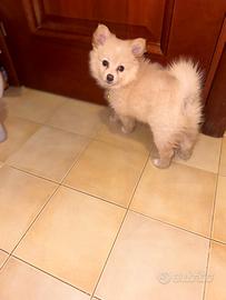 Volpino Pomerania toy