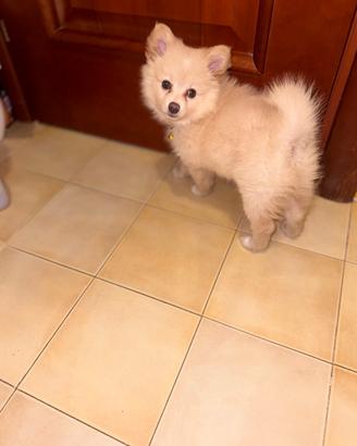 Volpino Pomerania toy