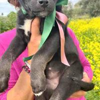 Cane cucciolo dolce vaccino labrador meticcio