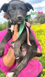 Cane cucciolo dolce vaccino labrador meticcio