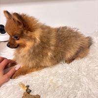 Volpino di Pomerania Spitz tedesco mini