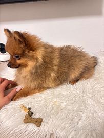 Volpino di Pomerania Spitz tedesco mini