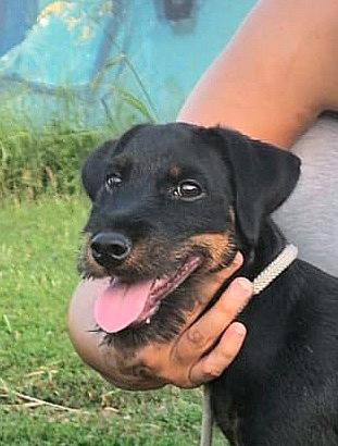cucciolo jagdterrier maschio pedigree 