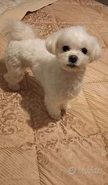 Maltese