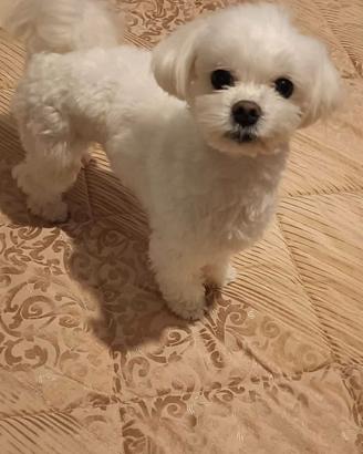 Maltese
