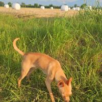 Cucciolo chiuwawa Pinscher