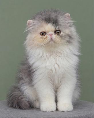 Gatti Persiani e Exotic cuccioli