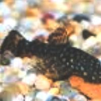 Ancistrus pesce pulitore ventosa