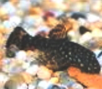 Ancistrus pesce pulitore ventosa