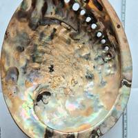 Conchiglia "Orecchie di Elefante "