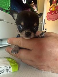 Mini chihuahua toys