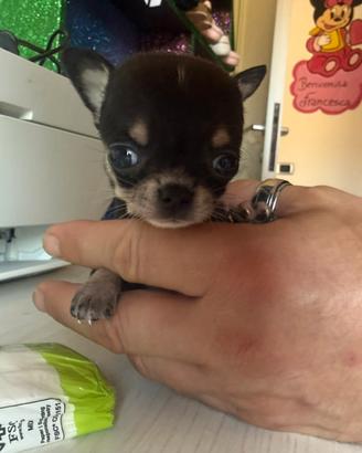 Mini chihuahua toys