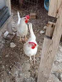 Galline ovaiole