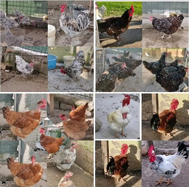 U~o~v~a f.e.r.t.i.l.i di galline ornamentali