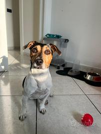 Jack russell per monta
