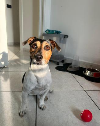 Jack russell per monta