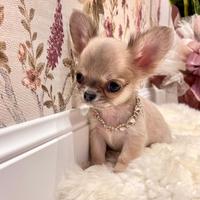 Chihuahua mini femmina blue fawn pelo lungo