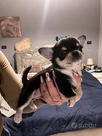 Chihuahua Toy