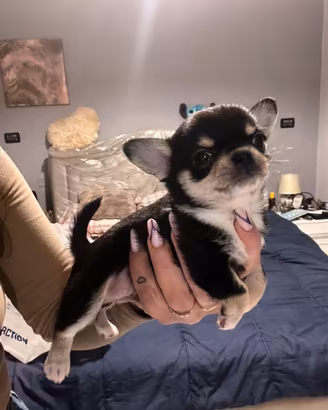 Chihuahua Toy