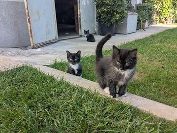 Gattini