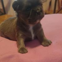 Chihuahua Pedigree ENCI