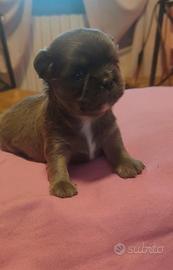 Chihuahua Pedigree ENCI