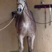 Cavalla per passeggiate e trekking