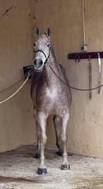 Cavalla per passeggiate e trekking