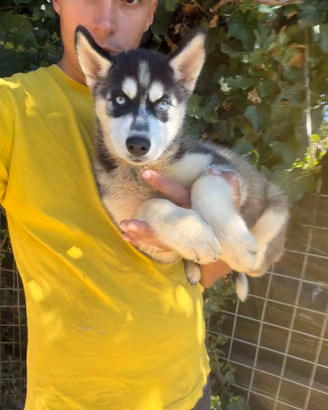 Siberian husky disponibile da subito
