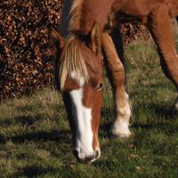 Cavalli incrocio avelignese x altro