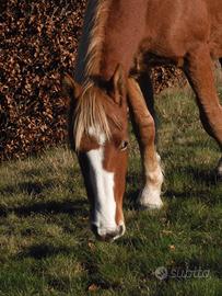 Cavalli incrocio avelignese x altro