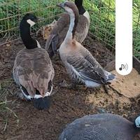 Coppia oche Canadesi maggiore