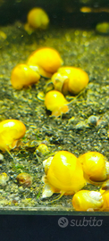 Ampullarie gold lumache acqua dolce