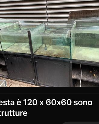 Acquari espositori