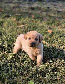 Labrador