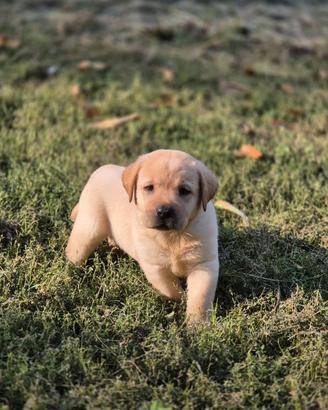Labrador