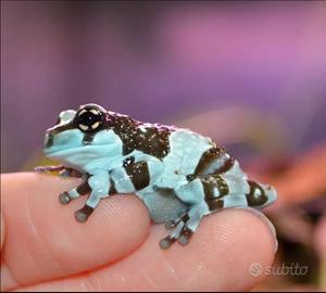 Rana milkfrog