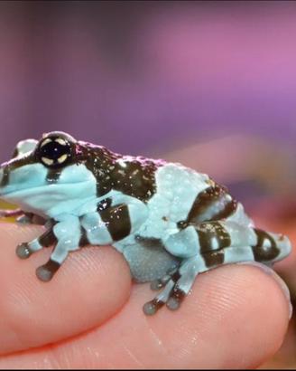 Rana milkfrog